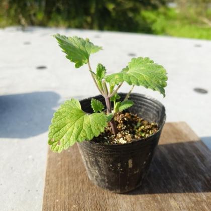 送料無料】【生花/直送】ハーブ苗 キャットニップ ※ お届け日指定不可