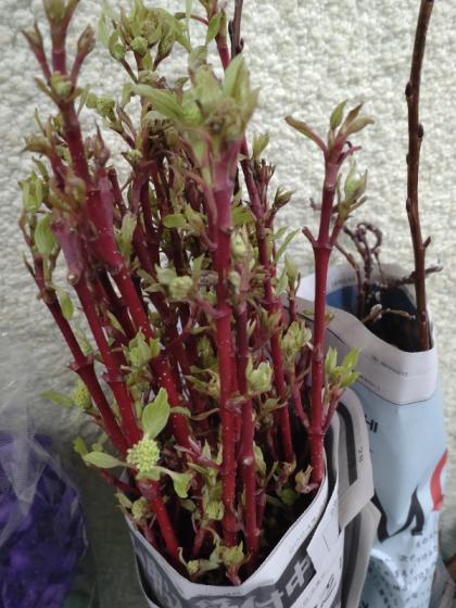 生花】サンゴミズキ(100cm程度)【OT】茨城県ほか※時期により発色異なる