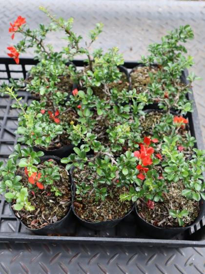 生花/即納】紅長寿梅(赤)3.5寸 ※花・葉は時期によります - 花材