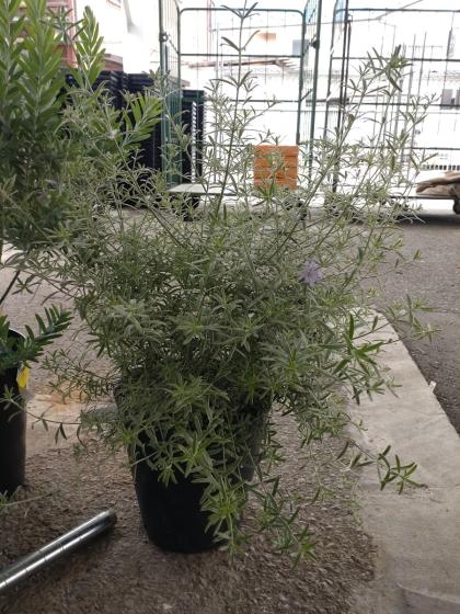 ウエストリンギア　/ 627 送料無料】ウエストリンギア モーニングライト 8寸鉢 | 鉢花