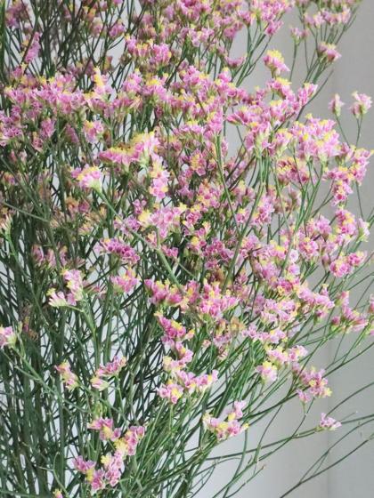 ピンクの花 直前!!!】【生花】国産HBチース(ピンク系)北空知など 60cm程度