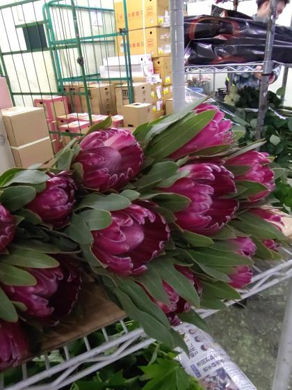 生花】プロテア ブレンダ(赤)50cm【OR-83】 - 花材通販はなどんやアソシエ