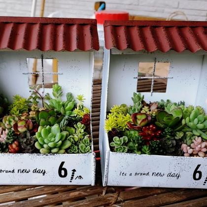 送料無料】【生花/直送】多肉苗 ミックスセダム 2鉢 ※お届け日