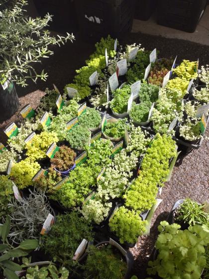 5.【現品 根付】セダム「ミニベル錦」多肉 5㌢鉢 斑入り 送料無料