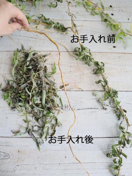 生花】ドラゴン柳 1M程度 【早締切-29】※新芽掃除してあります。 - 花
