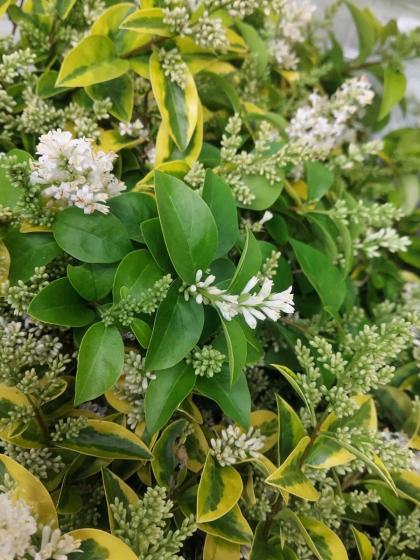 生花】斑入りイボタ(1M程度)【OT】 - 花材通販はなどんやアソシエ