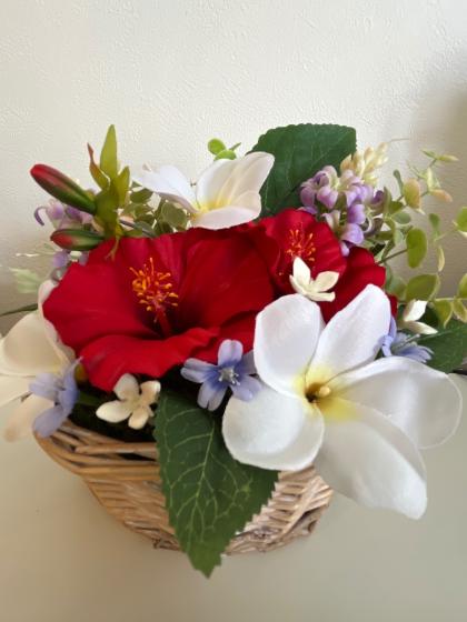 ハイビスカス ハイビスカス LONGLIFE アポロガーデン 【花木苗 5号／1個売り