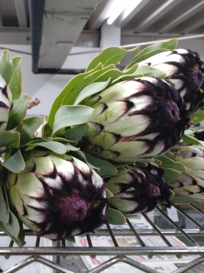 生花】プロテア ニオベ(白黒系) 50cm 南アフリカ産 【OR-83】※月曜入荷