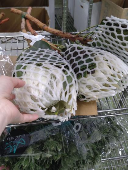 生花】キングプロテア アークティックアイス(白)60cm 南アフリカ産【OR