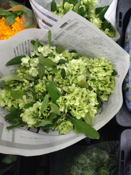 生花】ドドナエア グリーン ありだ農協 50cm【OT】 - 花材通販はなどん