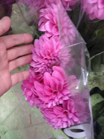 生花】ダリア(ダークピンク系) エタニティシャインなど 50cm程度 ※商品