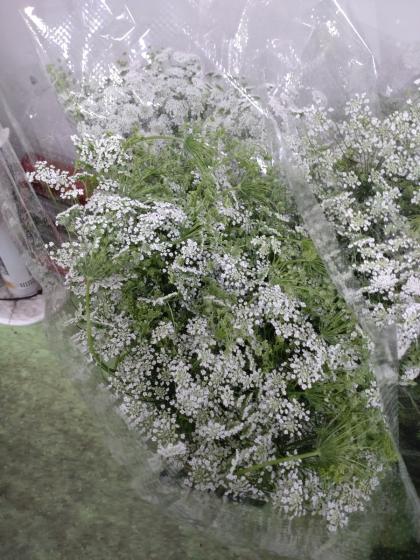 生花】枝咲ホワイトレース(スプレー)60cm程度 北海道ほか※【OT】 - 花