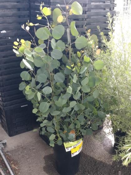 送料無料】【生花/即納】ユーカリ ポポラス 7寸鉢 ※北海道・九州・沖縄