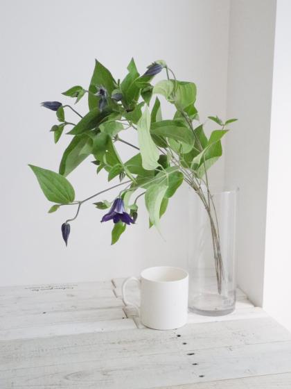 生花】長野県田中さんのクレマチス デュランディ 50〜60cm程度【OT】1