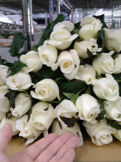 生花】バラ シェドゥーブル(白)50cm程度【IT-23】 - 花材通販はなどん