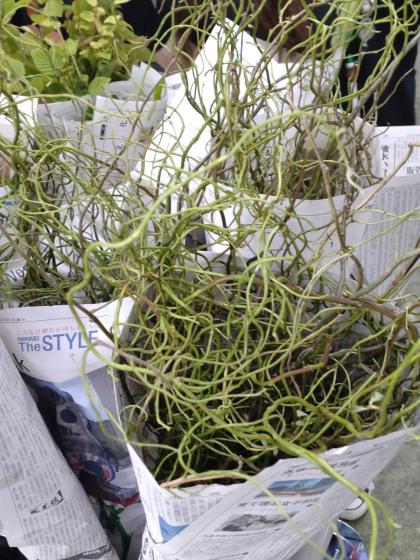 直前!】雲竜柳 1M程度 茨城県 ※新芽掃除してあります。【生花