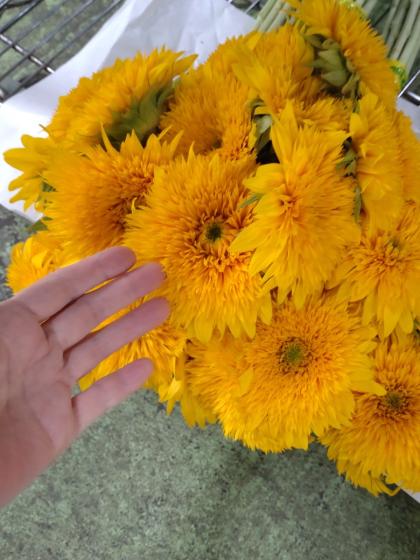 生花】ヒマワリ 東北八重 φ10cm前後【OT】 - 花材通販はなどんや