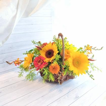 直前!!】ヒマワリ 芯白オレンジ (7〜10センチ程度)(サンリッチ