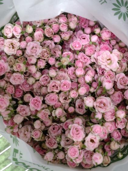 生花】SPバラ リトルウッズ(極小輪ピンク)20〜30cm前後 【OT