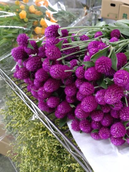 生花】千日紅 ローズネオン(紫)スプレー【OT】 - 花材通販はなど