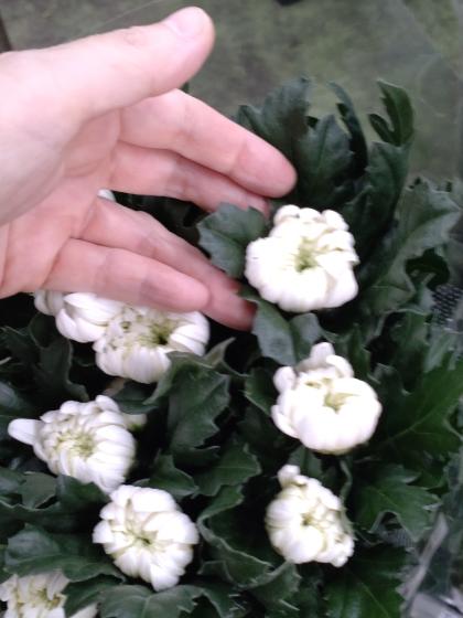 つぼみのみ 60cm〜70cm 白菊 夏菊の一世60本 楽天市場】【生花】白菊 Lサイズ〜 【OR-5】[5本] : 花材通販は