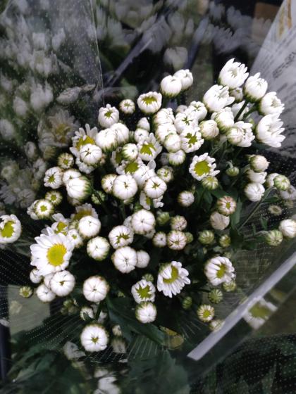 直前!】小菊(白)【OR-5】 - 花材通販はなどんやアソシエ