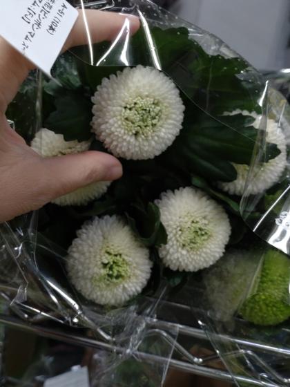 生花】ピンポンマム(白) ラポルタ、シベリアなど :JFDマム【FJ】 - 花