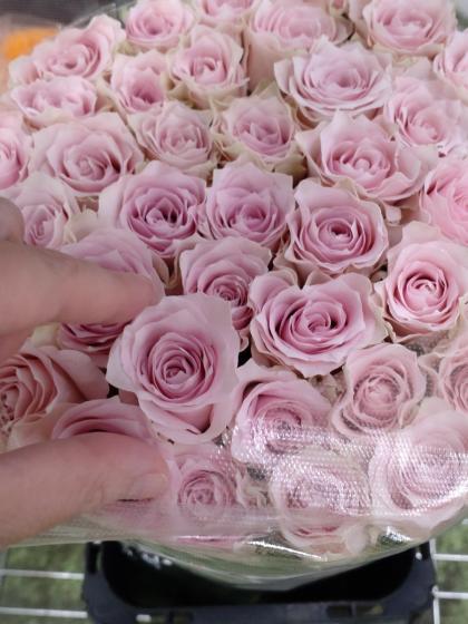 生花】バラ リメンブランス(淡いピンク)【OT】 - 花材通販はなどんや