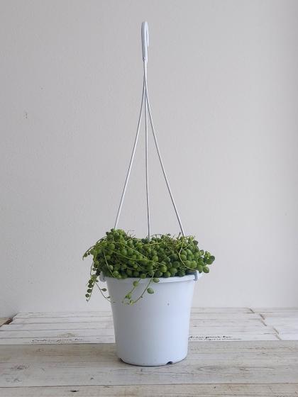 送料無料】【生花/鉢】セネシオ・グリーンネックレス(直径17cm