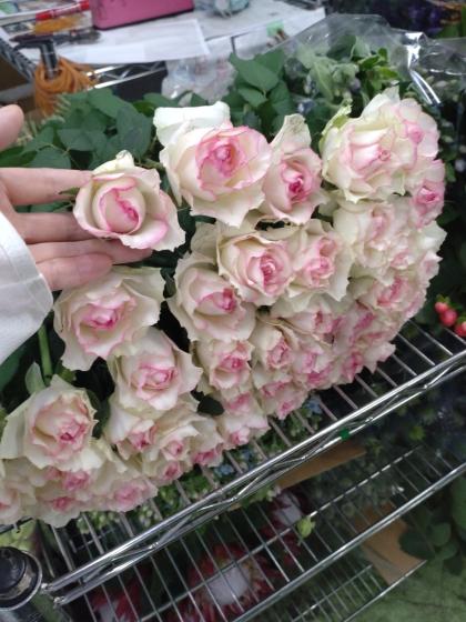 直前!】バラ ドルチェヴィータ+(白×ふちどりピンク)4-50cm程度 - 花材