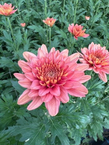 生花】デコラマム タンボーラ(オレンジ-ピンク系)JFDマム【早締切-71