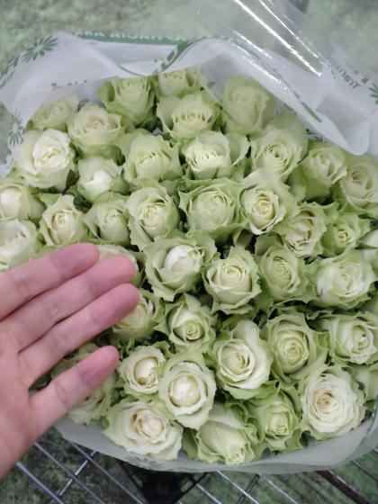 特選紋意匠地小紋着尺【白薔薇◆ミントグリーン】白緑色 薔薇 バラ ホワイト 特選紋意匠地小紋着尺【白薔薇◇ミントグリーン】白緑色 薔薇 バラ