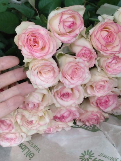 直前!】バラ ドルチェヴィータ+(白×ふちどりピンク)4-50cm程度 - 花材