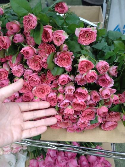 生花】SPバラ グレースサラ(ピンク)□今週のオトク【IT-23】 - 花材