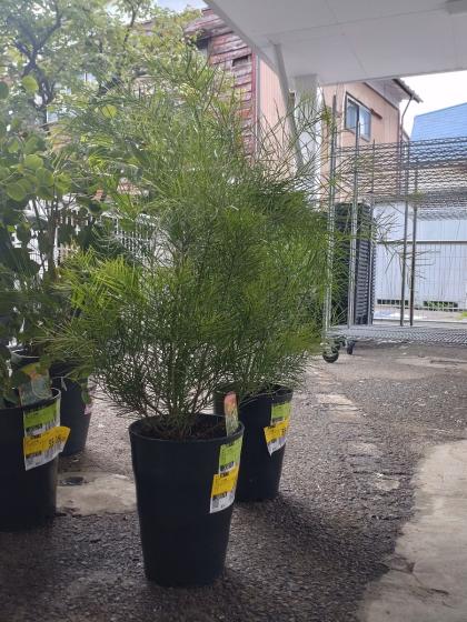 送料無料】【生花/鉢】アカシア フロリバンダ 7寸鉢 ※北海道・九州