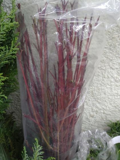 直前!】サンゴミズキ(100cm程度)茨城県ほか※時期により発色異なる