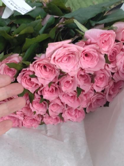 生花】バラ ブロッサムピンク【IT-23】 - 花材通販はなどんやアソシエ