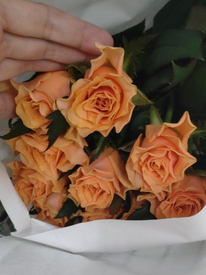 生花】バラ カルピデューム(オレンジ)【OT】 - 花材通販はなどん