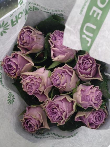 直前】【生花】ケニアローズ クラシカルパープル(ライラック) 50cm