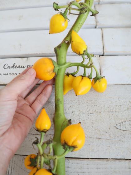 生花/即納】フォックスフェイス(カナリヤナス)70cm 千葉 【生花】 - 花