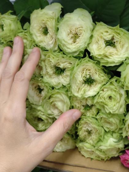 生花】バラ ヤギグリーン(グリーン ロゼット咲き)【IT-23】 - 花材通販