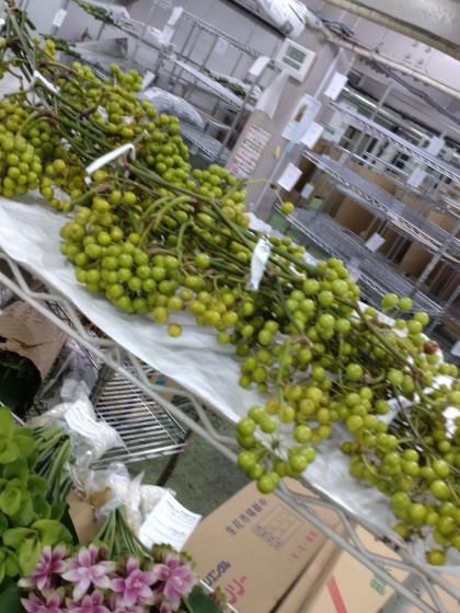 生花】国産サンキライ 5-60cm(枝物)三宅島山上さん【早締切-74】入荷少