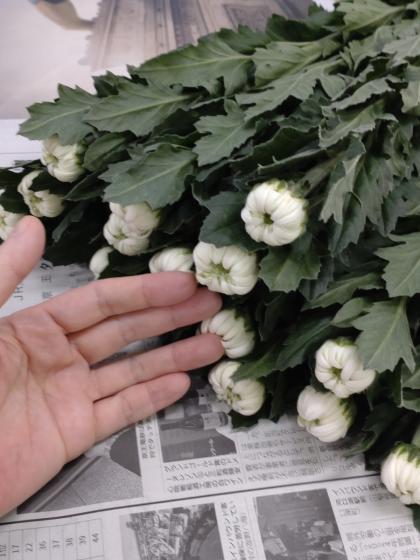 つぼみのみ 60cm〜70cm 白菊 夏菊の一世60本 楽天市場】【生花】白菊 Lサイズ〜 【OR-5】[5本] : 花材通販は
