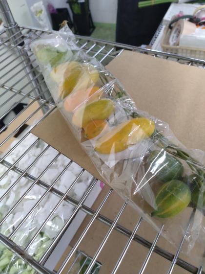 生花】カラスウリ 70cm～【早締切-74】※商品状態は時期により異なる※木