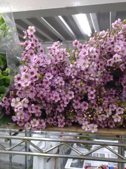 生花】ワックスフラワー(ライトピンク系)輸入 50cm程度 【OT