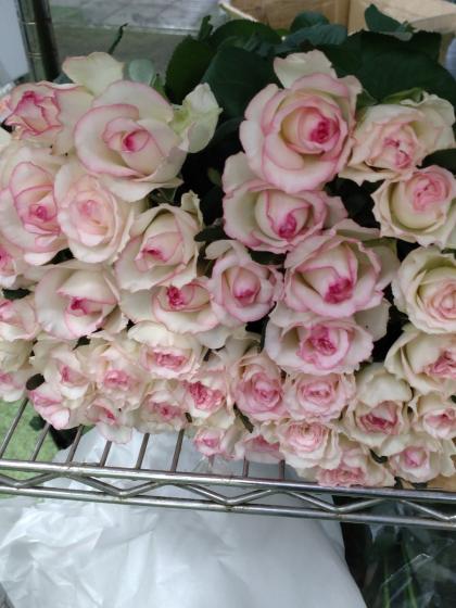 直前!】バラ ドルチェヴィータ+(白×ふちどりピンク)4-50cm程度 - 花材