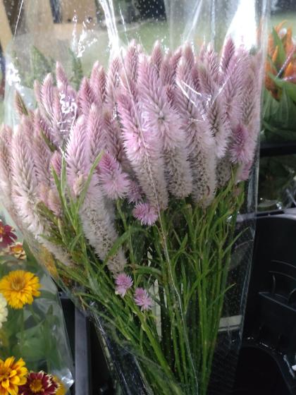 シャロンの花 直前】セロシア シャロン(淡いピンク系)【OR-5】 - 花材通販はなどんや