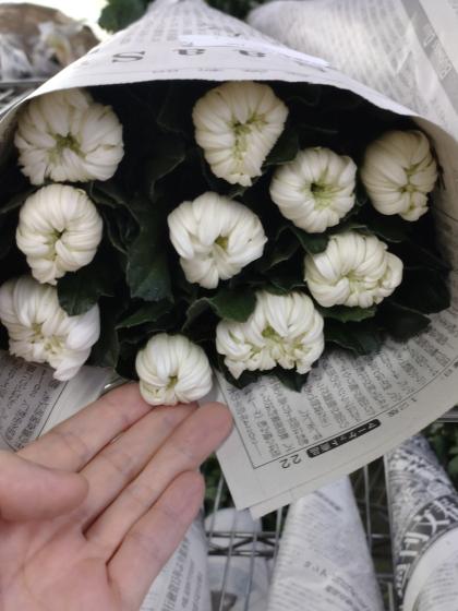 つぼみのみ 60cm〜70cm 白菊 夏菊の一世60本 つぼみのみ 60cm〜70cm 白菊 夏菊の一世60本 楽天市場】【生花