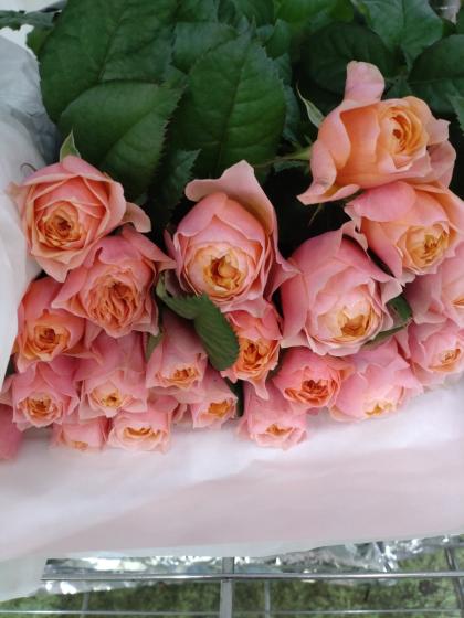 直前】バラ コーラルハート(ピンキーオレンジ) - 花材通販はなどんや