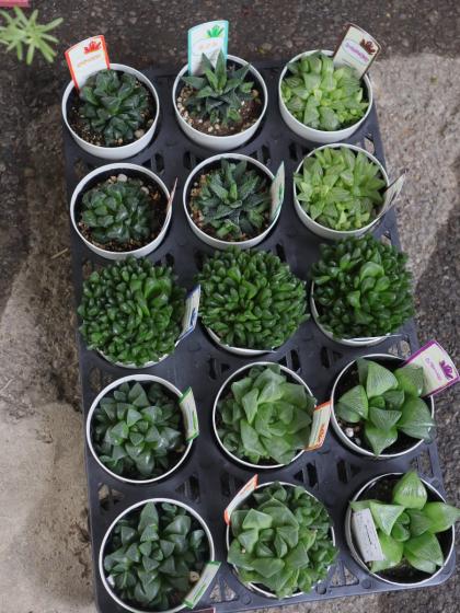 多肉植物 ハオルチア 三仙錦 極上斑 完璧親株 10cm鉢 宅急便鉢
